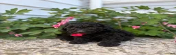 Toy Poodle dogs for sale: Ebony - Ad 4