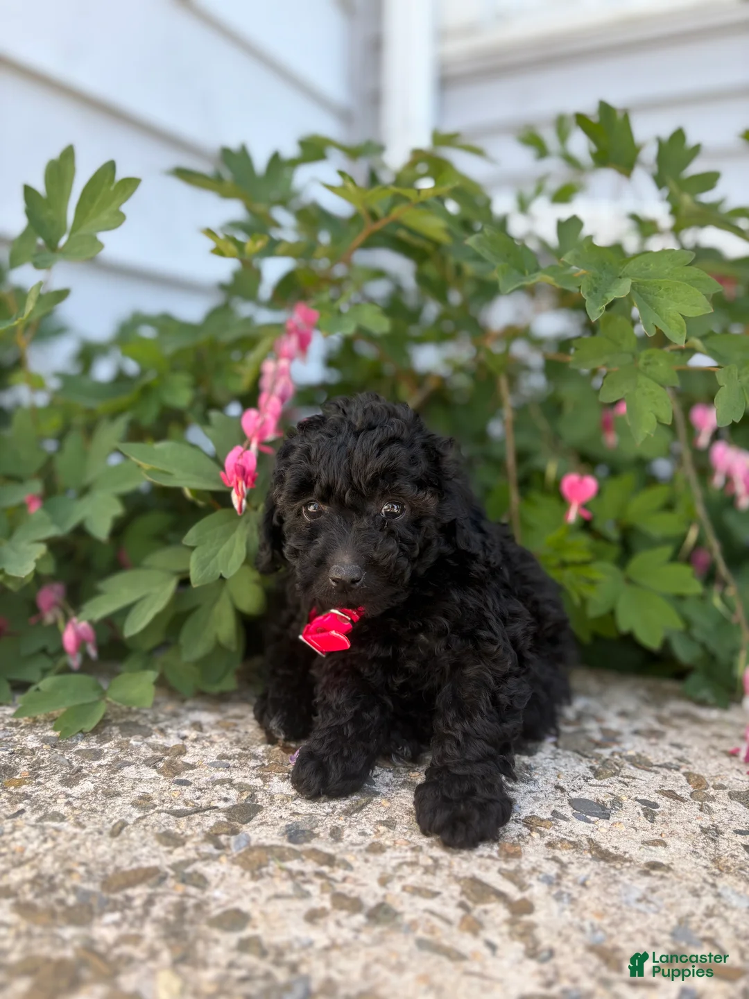 Toy Poodle dogs for sale: Ebony - Ad 4