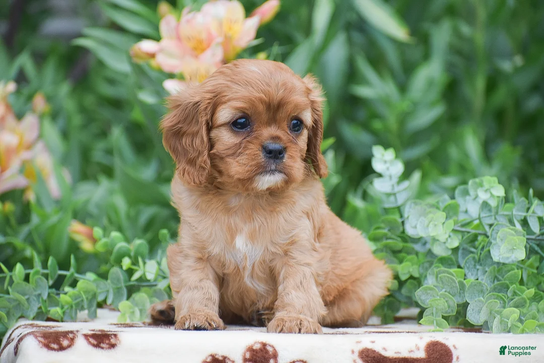 Cavalier King Charles Spaniel dogs for sale: Taylor - Ad 2