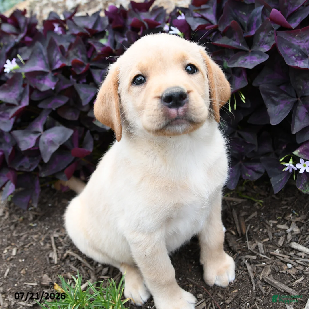 Labrador Retriever dogs for sale: Dove - Ad 5