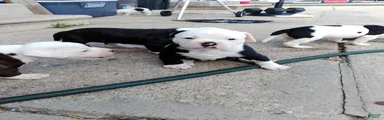American Bulldog 1
