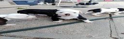 American Bulldog dogs for sale: American Bulldog 1 - Ad 1