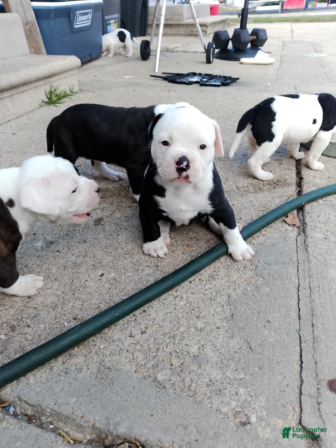 American Bulldog dogs for sale: American Bulldog 1 - Ad 1