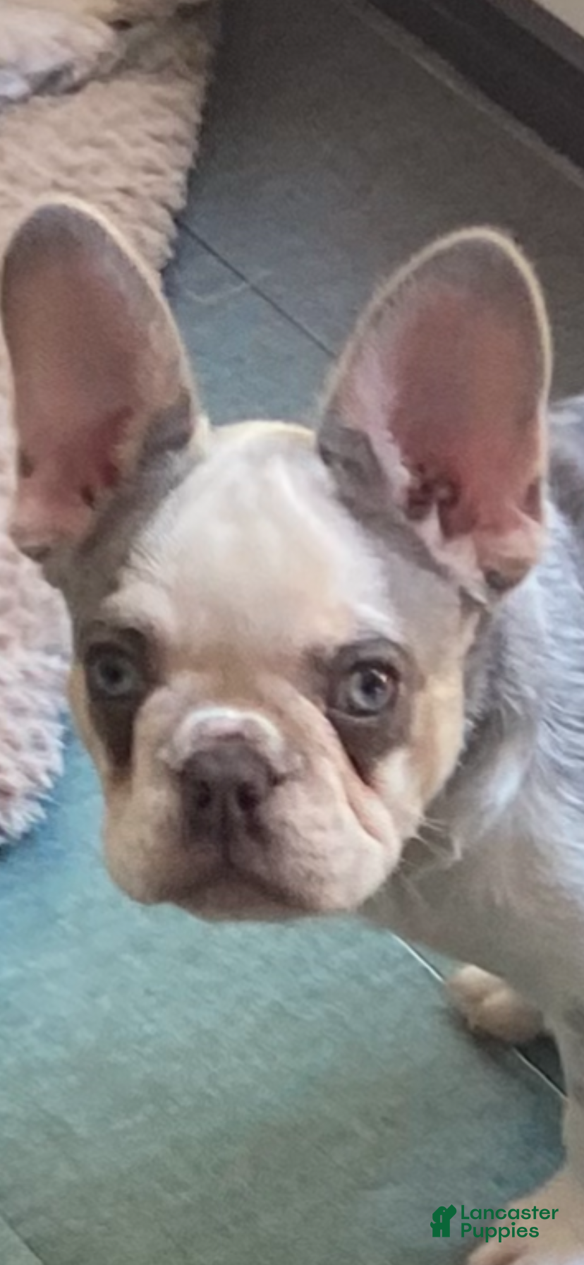French Bulldog dogs French Bulldog Puppy 1 - Ad 2
