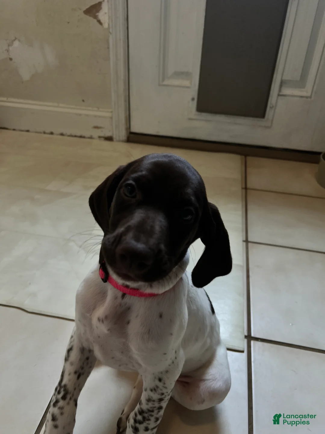 German Shorthaired Pointer dogs for sale: German Shorthaired Pointer Puppy 2 - Ad 2