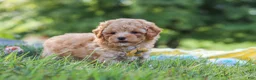 Yorkiepoo dogs for sale: Theo - Ad 6