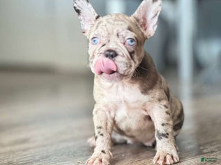 French Bulldog dogs French Bulldog Puppy 5 - Ad 39