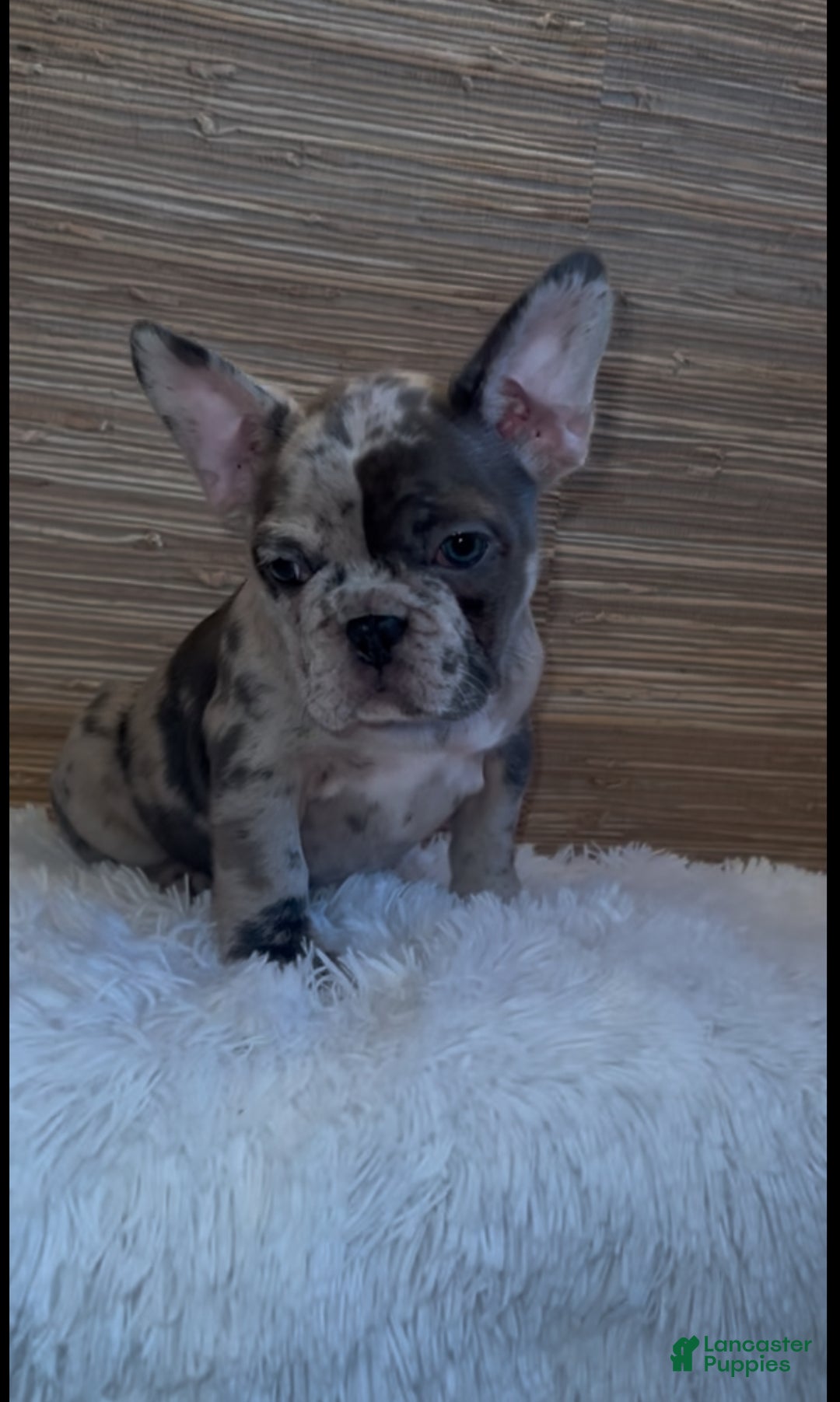 French Bulldog dogs for sale: French Bulldog Puppy 4 - Ad 4