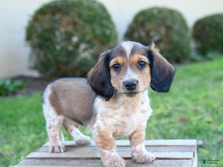 Dachshund dogs - Ad 11