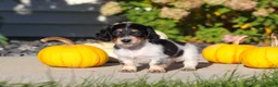Dachshund dogs for sale: Lily - Ad 4