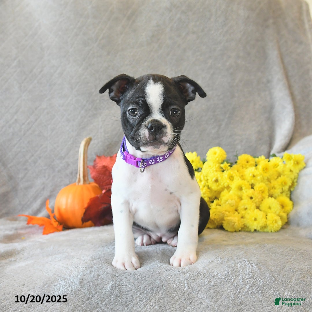 Boston Terrier dogs for sale: Lexie - Ad 3