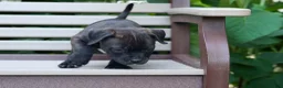 Staffordshire Bull Terrier dogs for sale: Moose 🐶 - Ad 19