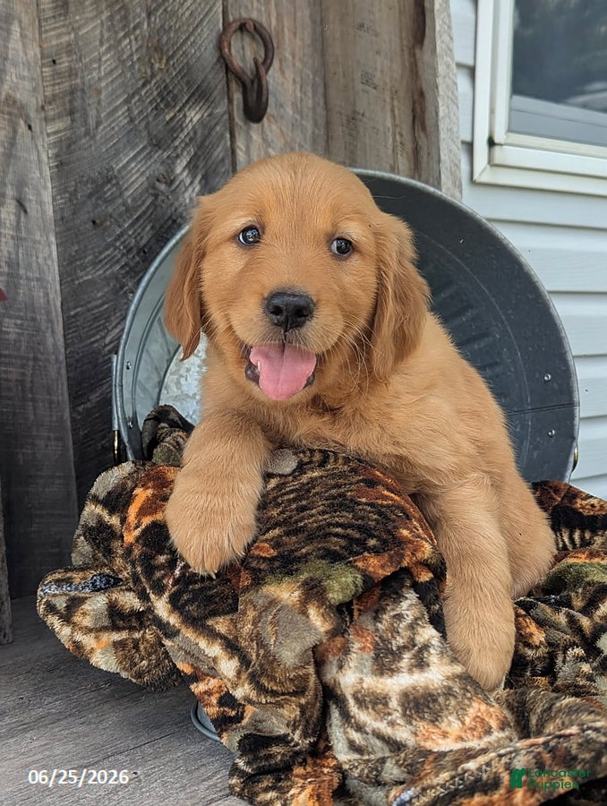 Golden Retriever dogs Asher - Ad 2