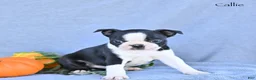 Boston Terrier dogs for sale: Callie - Ad 3