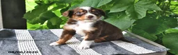 Mixed Breed dogs for sale: Gracie - Ad 3