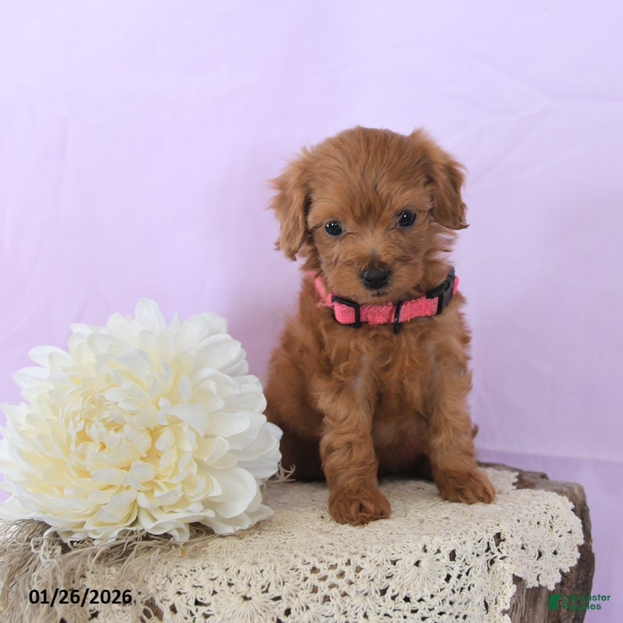 Shihpoo dogs Elsa - Ad 2