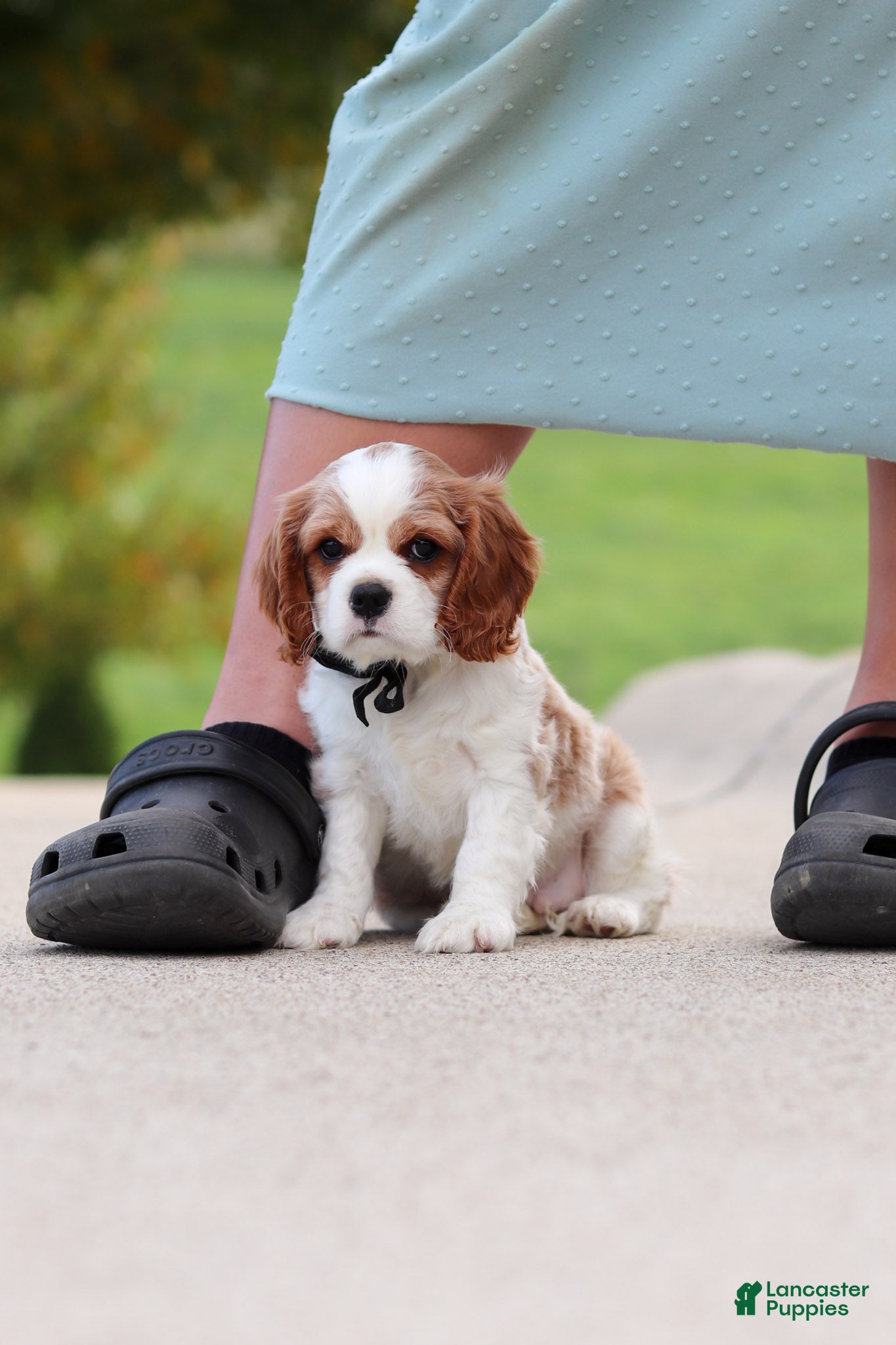 Cavalier King Charles Spaniel dogs Arby - Ad 2