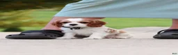 Cavalier King Charles Spaniel dogs for sale: Arby - Ad 2