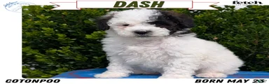 Dash