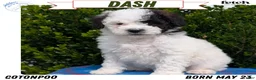 Mixed Breed dogs for sale: Dash - Ad 1