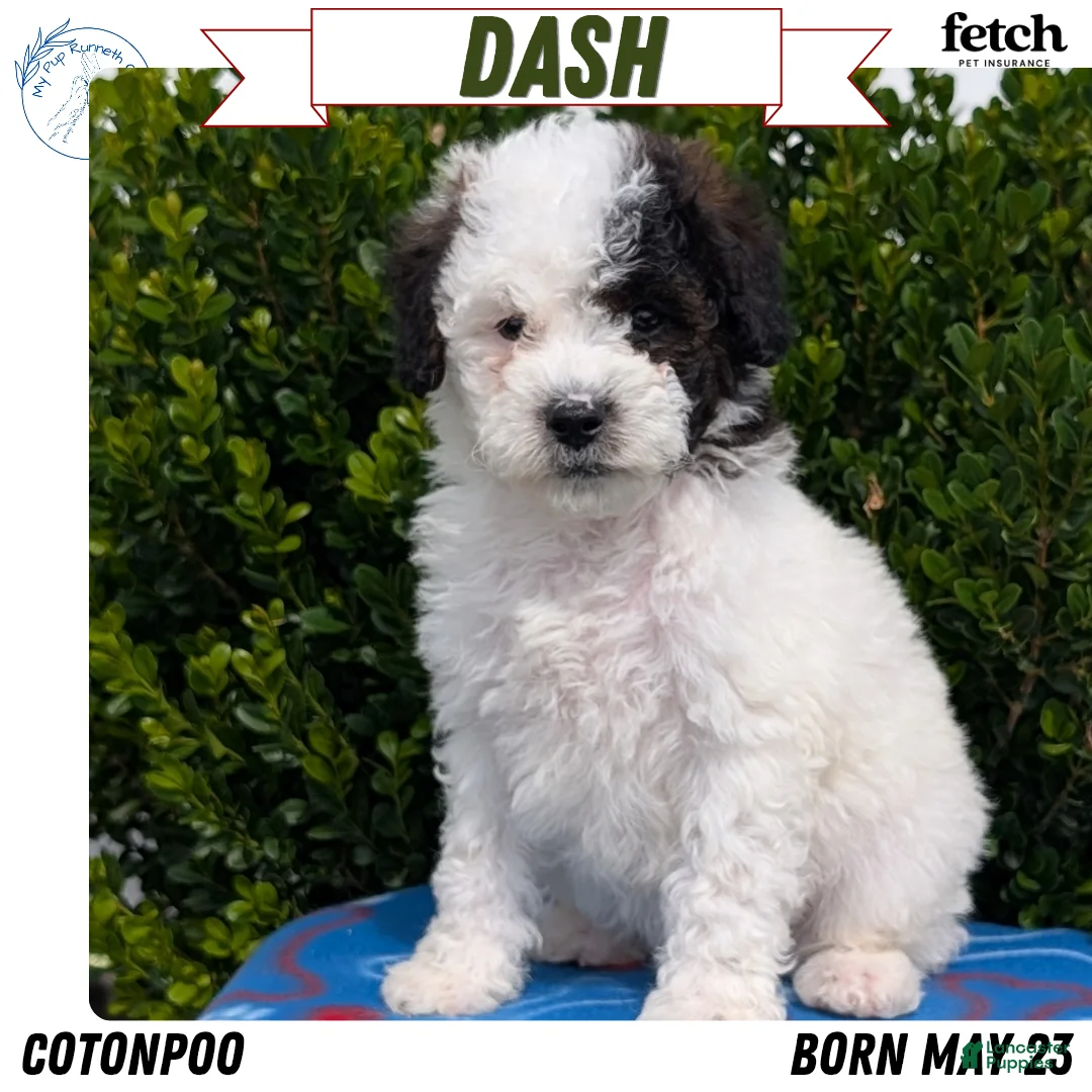 Mixed Breed dogs for sale: Dash - Ad 1
