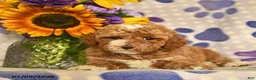 Cockapoo dogs for sale: Addilyn  - Ad 3