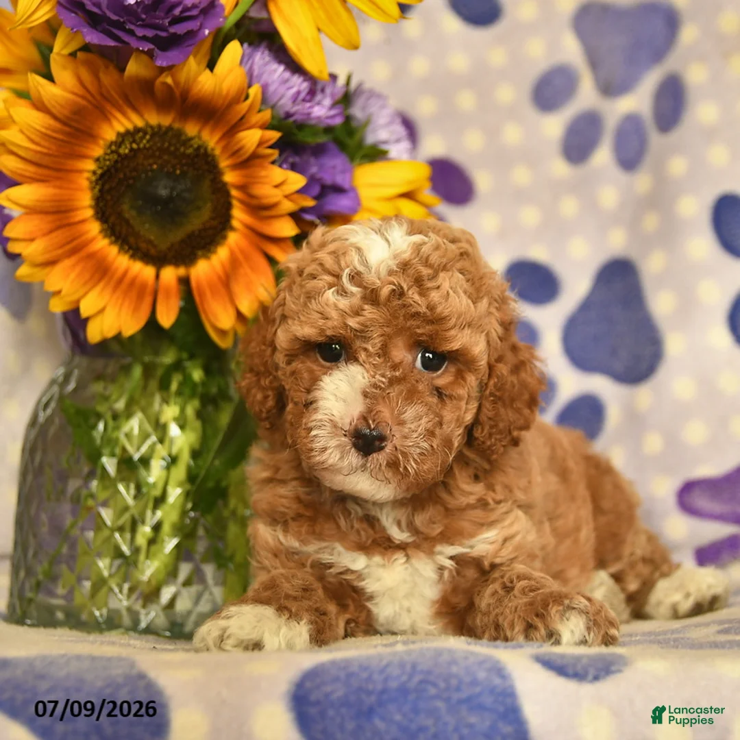 Cockapoo dogs for sale: Addilyn  - Ad 3