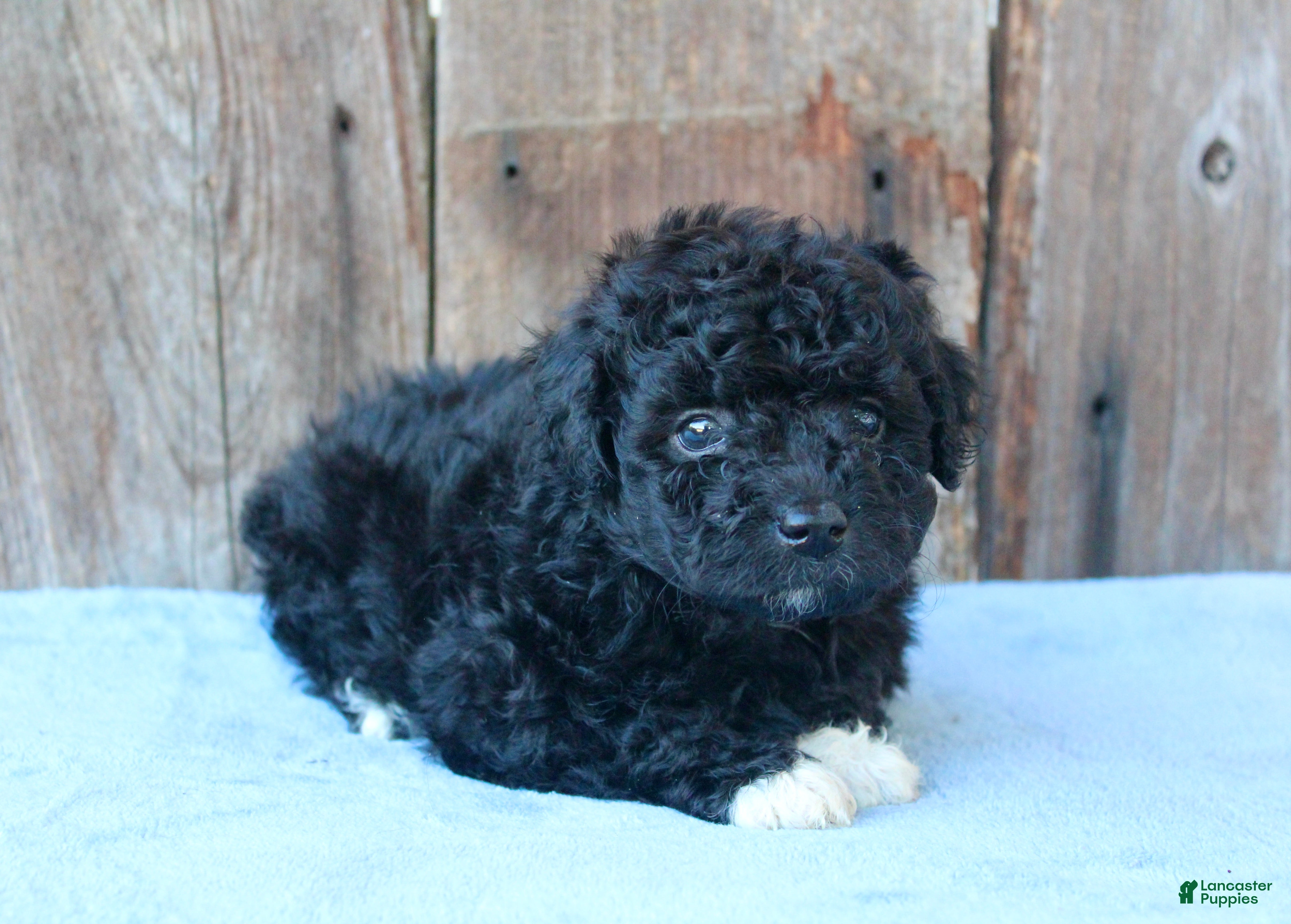 Mixed Breed dogs Elinor (toy) - Ad 2