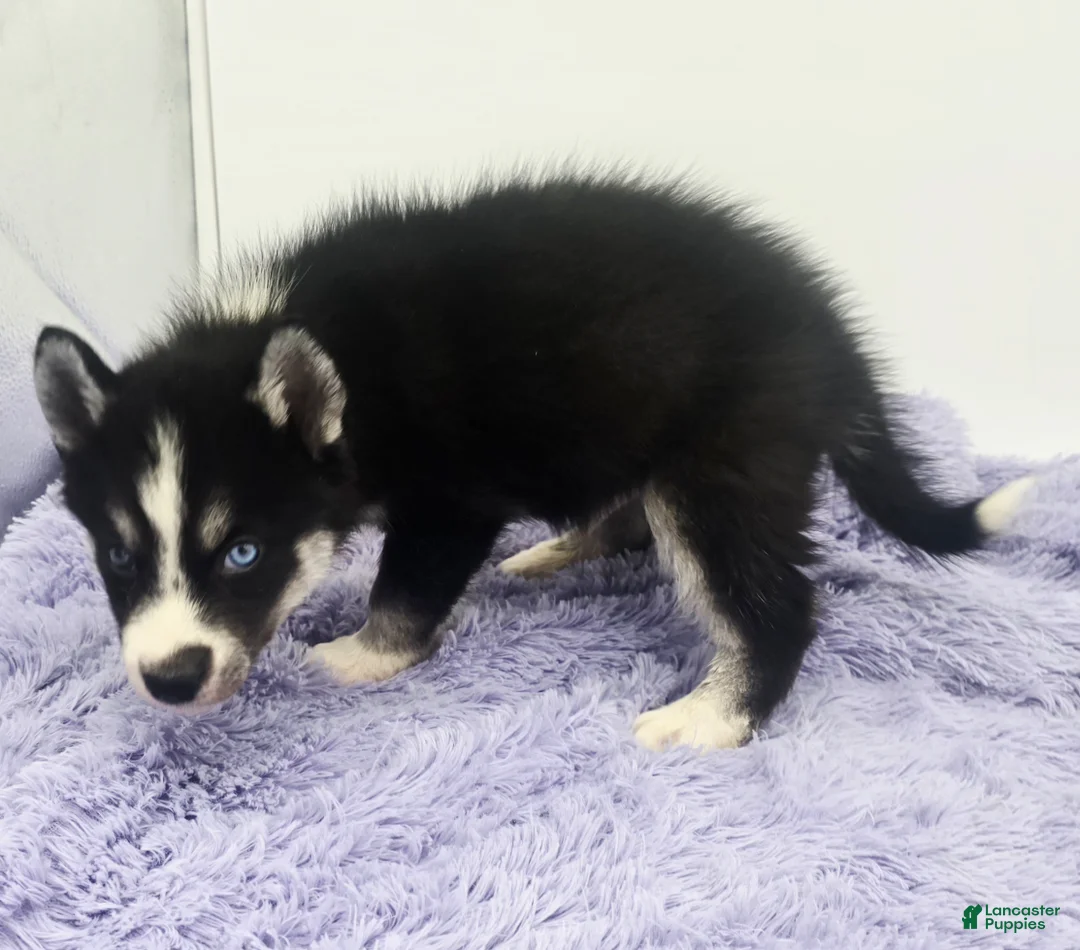 Siberian Husky dogs for sale: Cody - Ad 5