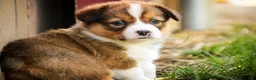 Welsh Corgi Pembroke dogs for sale: Giselle - Ad 9