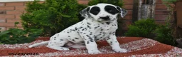 Dalmatian dogs for sale: Ellie - Ad 4