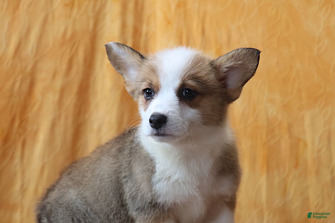 Welsh Corgi Pembroke dogs for sale: Sophie OFA Parents - Ad 2