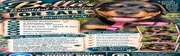 Rottweiler dogs for sale:  Bella - Ad 2