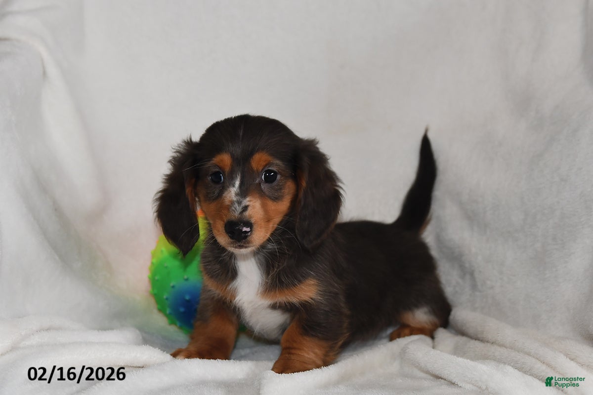Miniature Dachshund dogs Cocoa - Ad 2