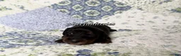 Dachshund dogs for sale: AKC Black & Tan Long Haired Male Dachshund Male ALL Clear - Ad 3