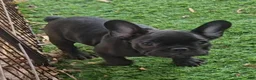 French Bulldog dogs for sale: Char Cole - Ad 7