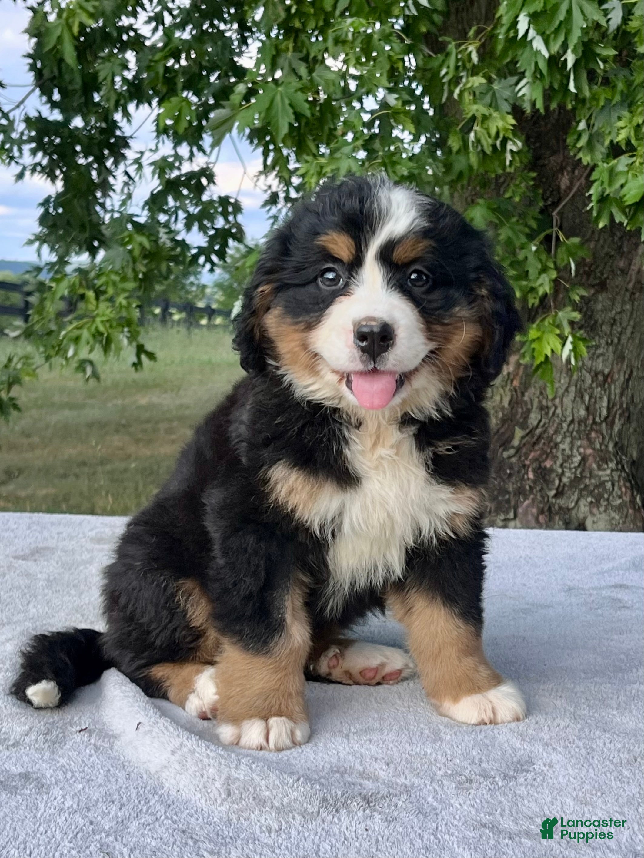 Bernese Mountain Dog dogs Violet - Ad 1