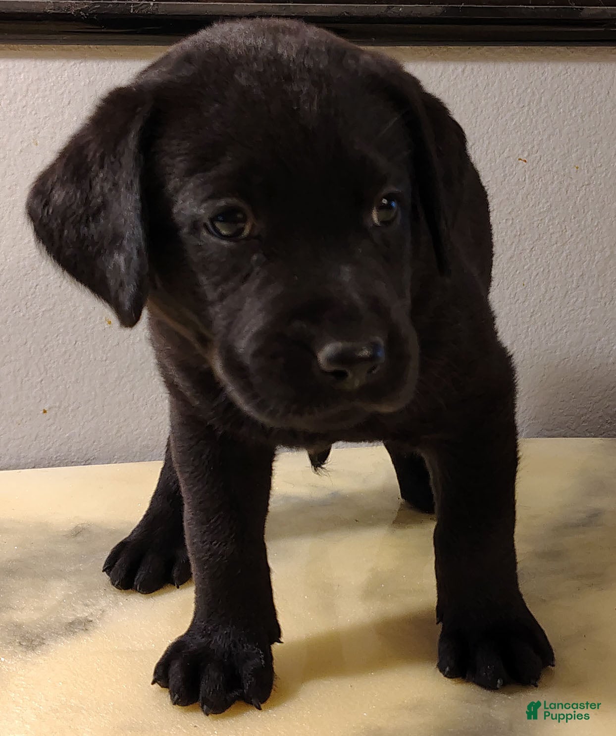 Labrador Retriever dogs Daisey - Ad 23
