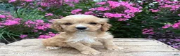 Cockapoo dogs for sale: Brady - Ad 3