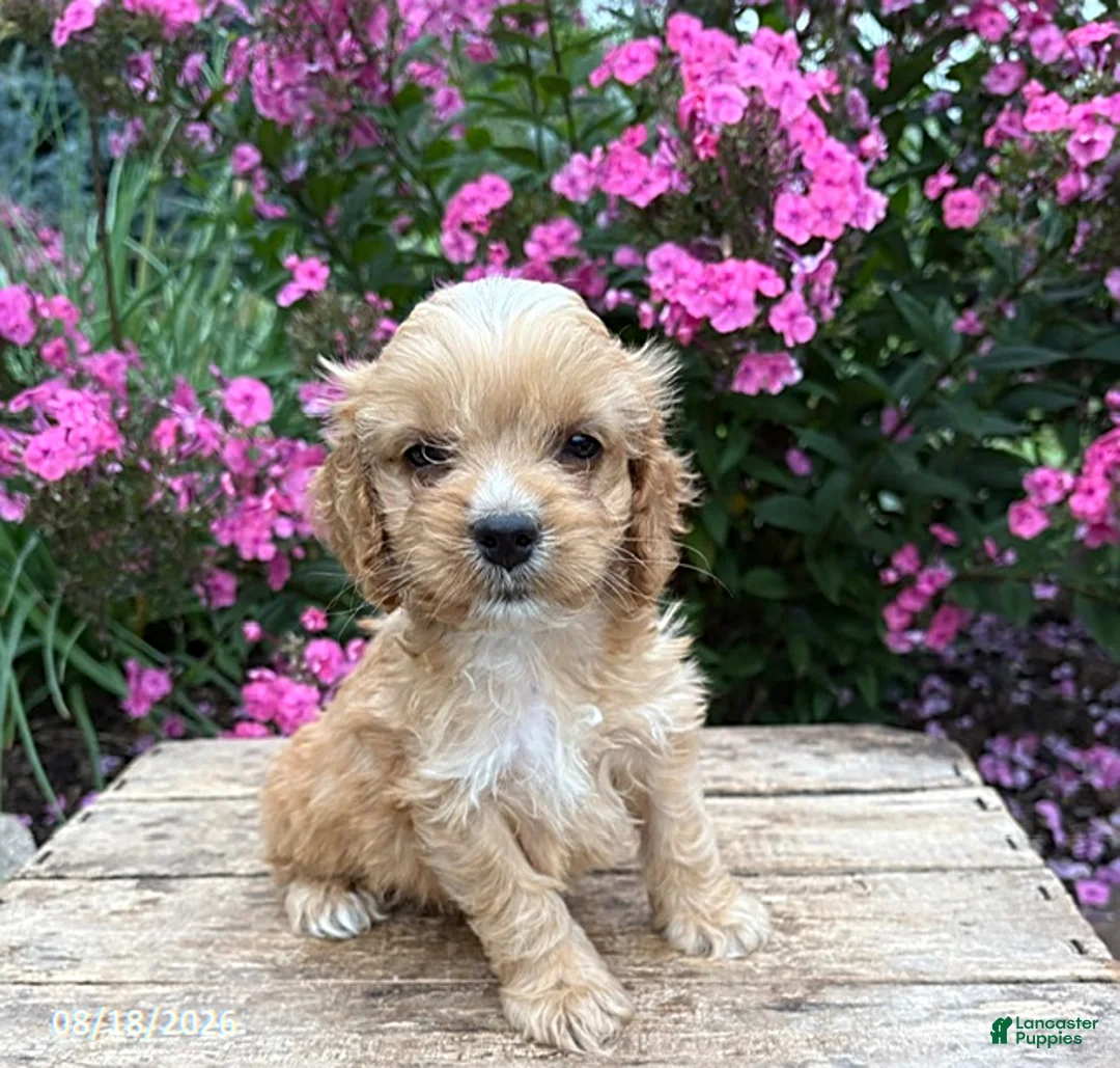 Cockapoo dogs for sale: Brady - Ad 3