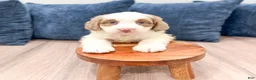 Mini Bernedoodle dogs for sale: Oakley - Ad 4