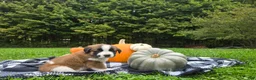 Saint Bernard dogs for sale: Willow - Ad 4