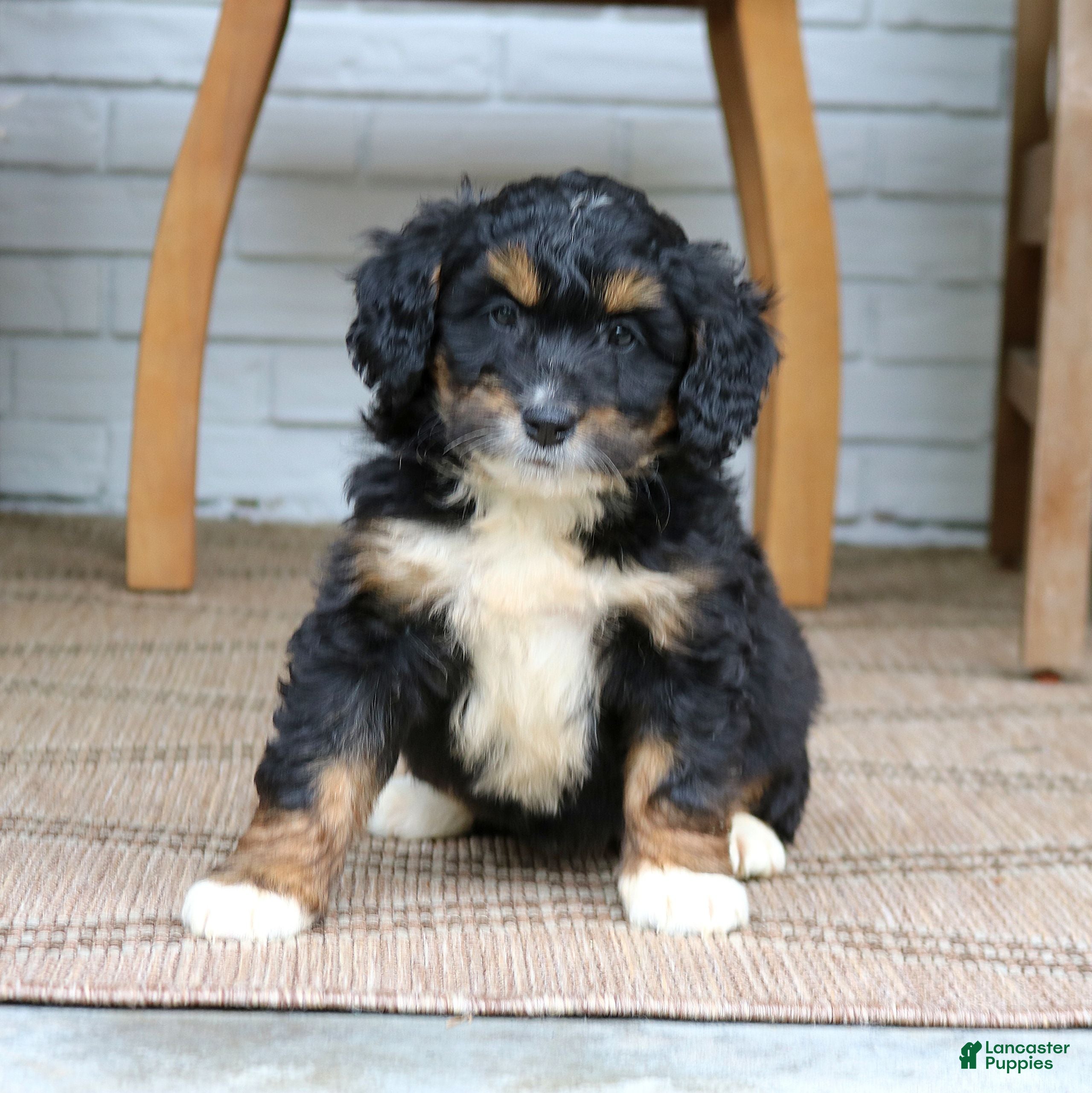 Lena Stoltzfus | Lancaster Puppies