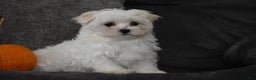Maltese dogs for sale: Skye - Ad 2
