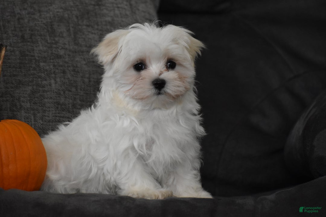 Maltese dogs for sale: Skye - Ad 2