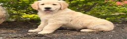 Golden Retriever dogs for sale: Max - Ad 7