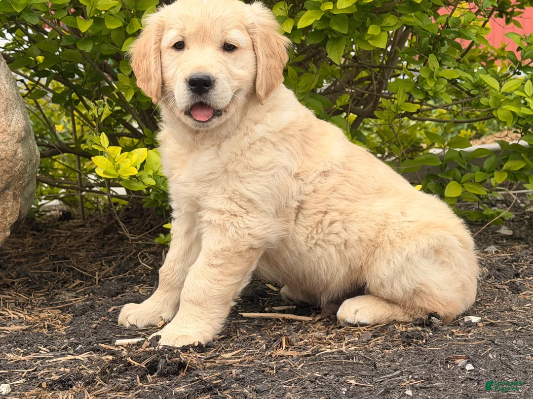 Golden Retriever dogs for sale: Max - Ad 7