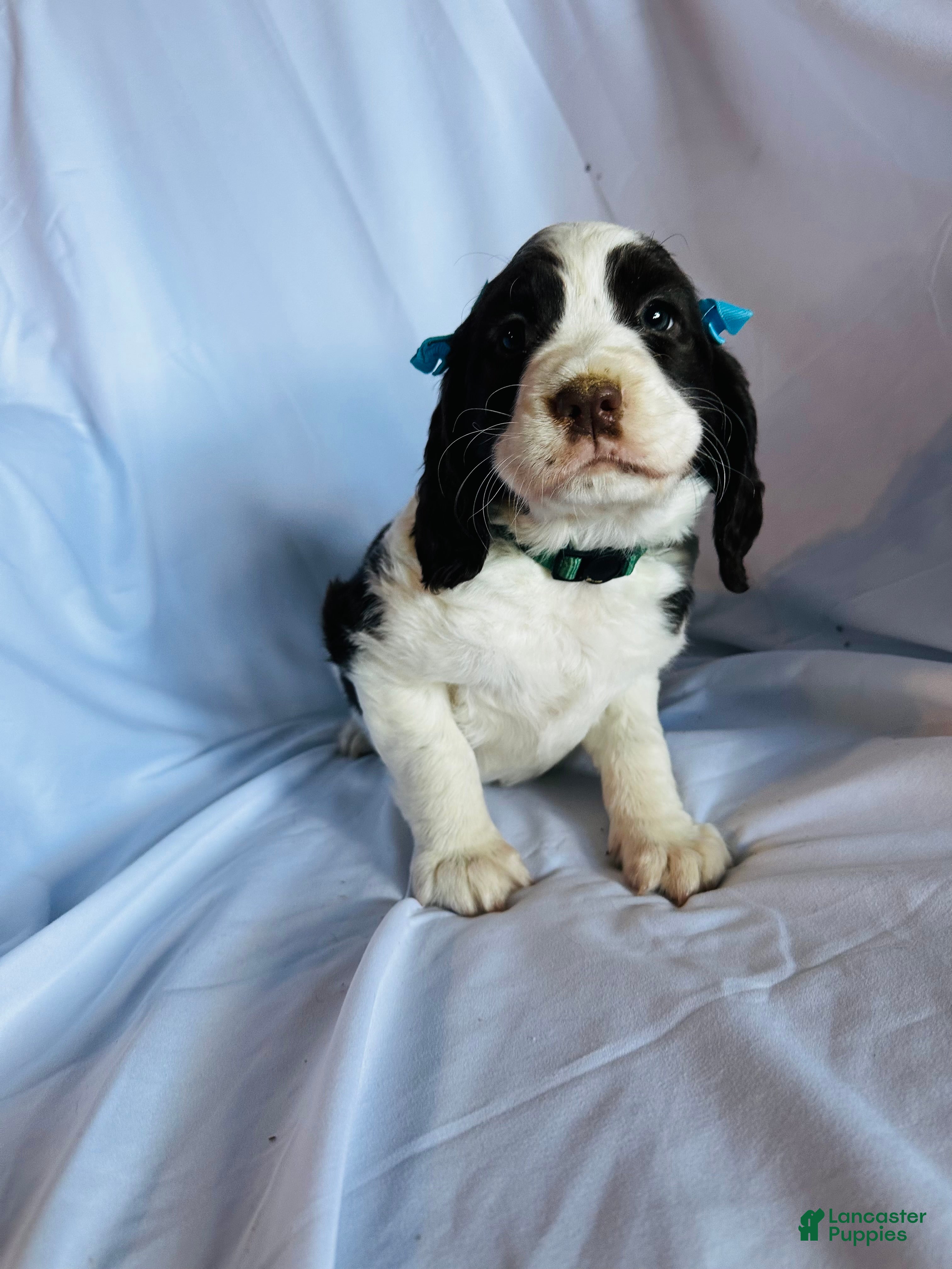 English Springer Spaniel dogs for sale: English Springer Spaniel 2 - Ad 3