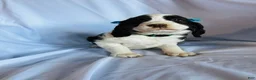 English Springer Spaniel dogs for sale: English Springer Spaniel 2 - Ad 1