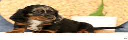 Miniature Dachshund dogs for sale: Jasper - Ad 3